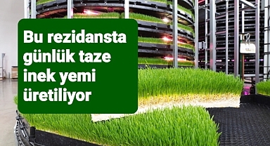 Süt hayvancılığı yem üretme merkezi 