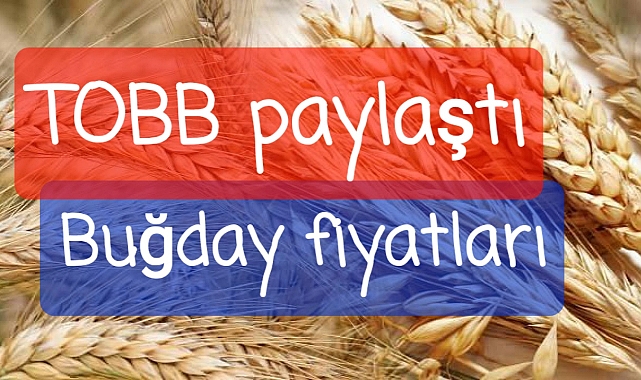 TOBB buğday fiyatlarını paylaştı