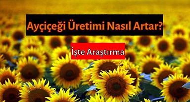 Ayçiçek üretiminin artması için neler yapılması gerekiyor?