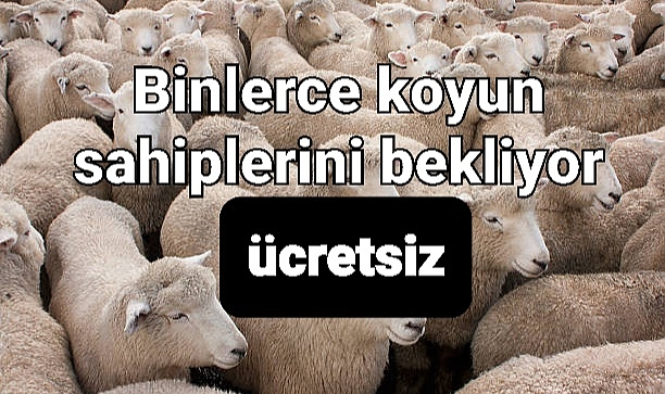 Binlerce koyun sahiplerini bekliyor..