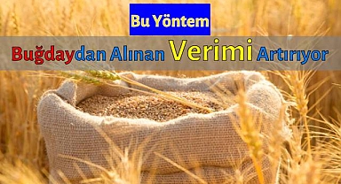 Bu yöntem buğdaydan yüksek verim alınmasını sağlıyor