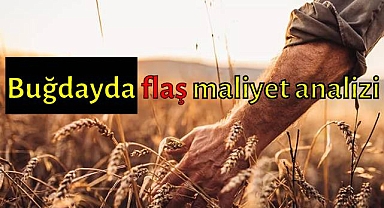 Buğday Maliyet Analizi Yapıldı