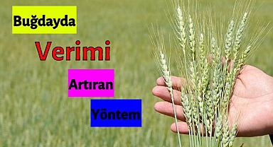 Buğdayda Verimi Artıran Yöntem