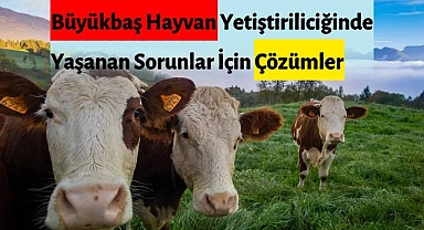 Büyükbaş Hayvancılığında Hangi Sorunlar Yaşanıyor?