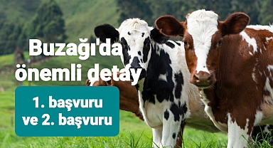 ​​​​​​​Buzağı desteği 1. başvuruları sürüyor 1 kez başvurmak yeterli mi?