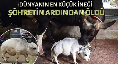 Dünyanın En Küçük İneği Öldü
