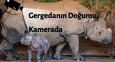 Gergedanın Doğumu Heyecanla İzlendi