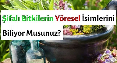 Halkın Kullandığı Tıbbi ve Aromatik Bitkiler