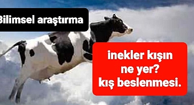 ineklerin kış beslenmesi nasıl yapılıyor?