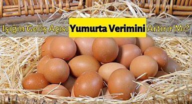 Işığın Geliş Açısı Yumurta Verimini ve Kalitesini Artırabilir Mi?