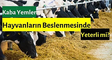 Kaba Yem Tahıllarındaki Büyük Risk