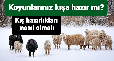 Koyunlarınız kışa hazır mı?