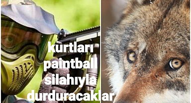 Kurtları Paintball silahıyla durduracaklar..