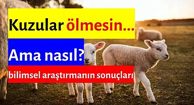 Kuzular Ölmesin... ama nasıl?