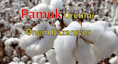 Pamuk Üretimi Önem Kazanıyor