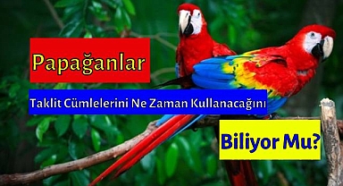 Papağanların taklit ettikleri cümleleri ne zaman kullanacaklarını bilmeleri mümkün mü?