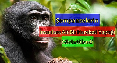 Şempanzeler İnsanların Yaptığı Hareketi Yapıyor