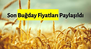 Son Buğday Fiyatları Paylaşıldı