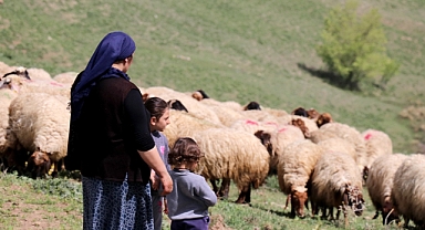 Hayvancılık desteği ..