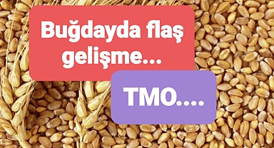 TMO ve buğdayda flaş gelişme