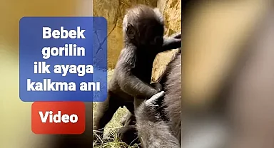 Bebek gorilin ilk ayağa kalkma anı VİDEO'da