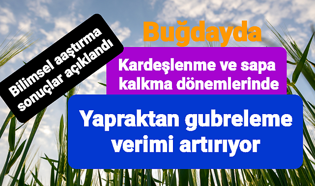 Yapraktan biyolijik gübre uygulaması verimi artırıyor