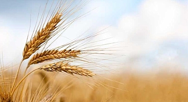 20 dekar araziye ekilmesi şartıyla başvuran çiftçilere 500 kg tohum dağıtımı yapılacak