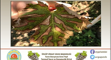 Bağda kav hastalığı belirtileri nelerdir?