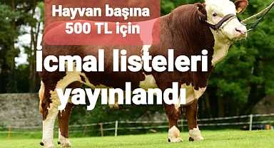 Besilik erkek sığır desteklemesi