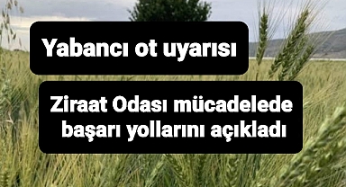 Buğday ve arpada yabancı ot mücadelesi