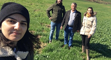 Buğday ve kanolada yabancı ot zararı, kök boğaz ve külleme hastalığı görüldü