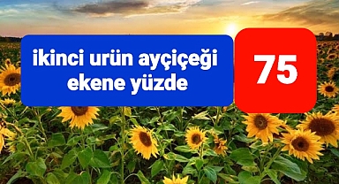 İkinci ürün ayçiçeği projesi