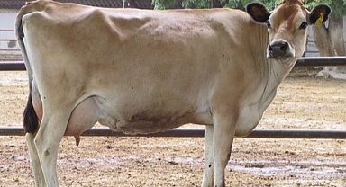 TİGEM sığırları: JERSEY