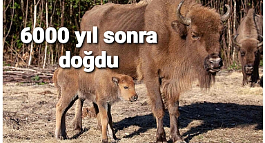 Bu buzağı başka buzağı.. Bizon buzağısı 6 bin yıl sonra doğdu