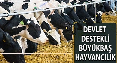 Büyükbaş hayvan desteği kimlere verilir? Büyükbaş hayvan devlet desteği ne kadar? Büyükbaş hayvancılık hibe desteği ne kadar? Devlet hayvan desteği veriyor mu?