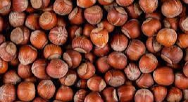 Fındık üreticilerine müjdeli paylaşım