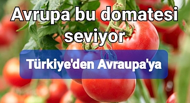 Avrupa'nın beğendiği domatesler topraksız tarımdan 