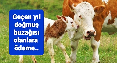 Geçen yıl doğmuş buzağısı olanlara destek ödemesi yapılacak