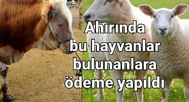 Hayvan sahiplerinin ahırında bu hayvanlar varsa ödemeler hesaplara aktarıldı