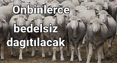 On binlerce küçükbaş hayvan bedelsiz olarak çiftçilere verilecek