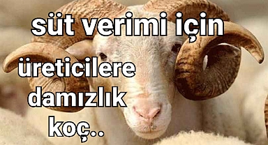 Üreticilere süt verimi ve kalitesi için damızlık koç