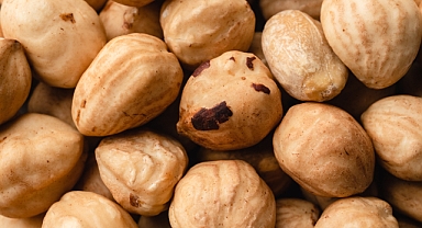 What are the Benefits of Hazelnut? between the linesWhat are the Benefits of Hazelnut?