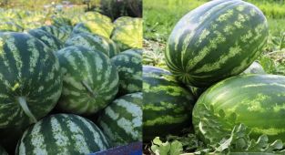 Karpuzun bu faydasını duyan manava koşuyor