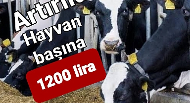 Çiftliği bu şartları taşıyanlara hayvan başına 1200 lira ödendi... ödenmeye devam edilecek