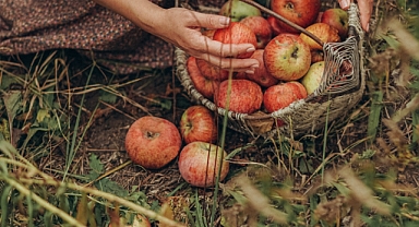 It is both delicious and stands out with its vitamin and mineral richness.