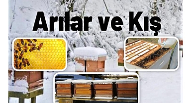 Arılarınızın ve kovanlarınızın kış bakımı
