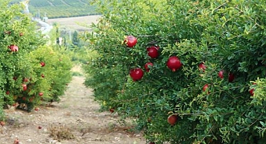 Beklenen nar hasadı yapıldı..Kankırmızı