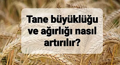 Buğday tane büyüklüğü ve ağırlığı nasıl arttırılır