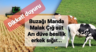 Buzağı desteği ile ilgili önemli açıklama ineği doğacaklar hemen başvurun