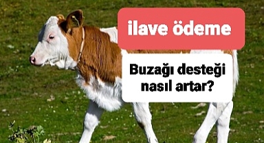 Buzağı desteği nasıl artar? Kimlere ilave destek var?